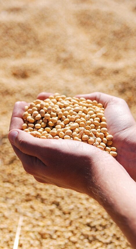 soybean-1831703_1280