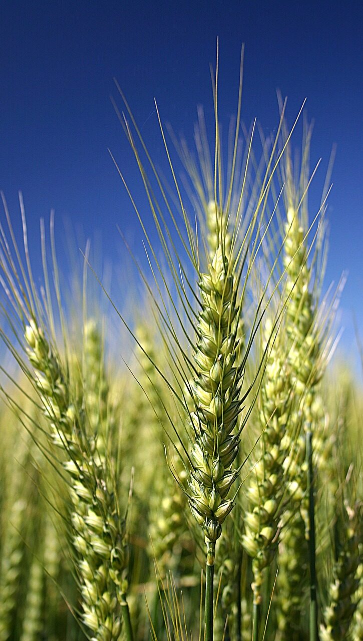 wheat-2043241_1280